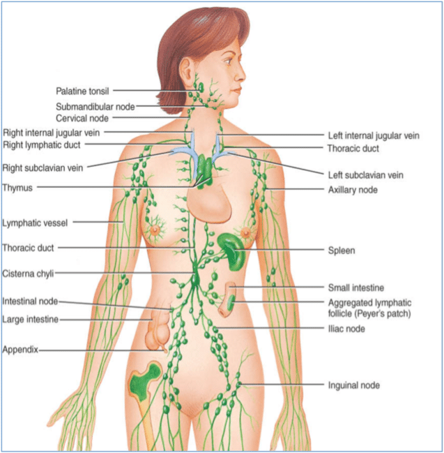 Bras and your Lymphatic System - Thermography For Health NY